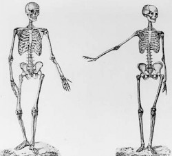 Esqueletos masculino y femenino